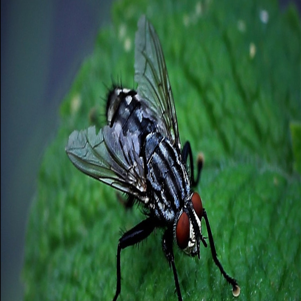 senior exterminator portrait
