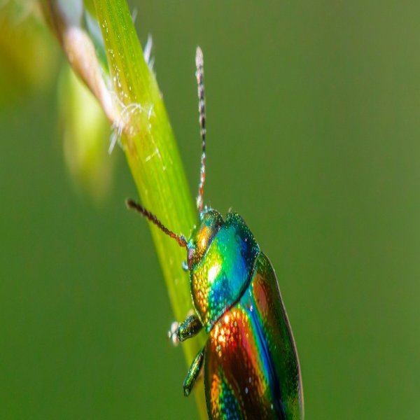 licensed pest control technician portrait
